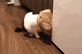 如何判断家里的猫是不是智障,猫咪弱智