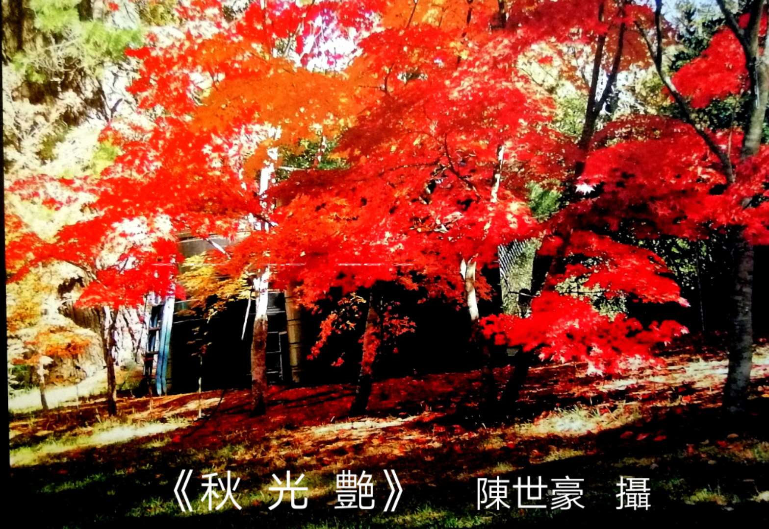 陈世豪摄影集《心弦》部分作品分享