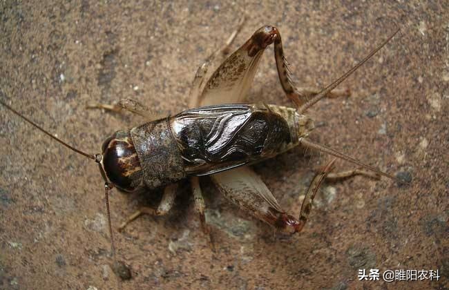 怎样防治蟋蟀,蟋蟀最好的防治方法