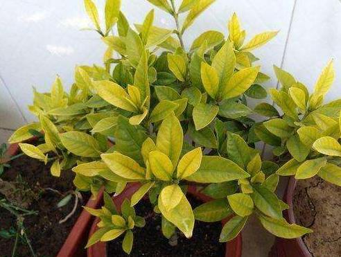 栀子花叶子黄叶严重怎么办,栀子花黄叶怎样判断缺哪种肥料