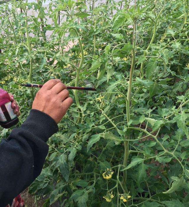 番茄药害是怎么产生的,番茄打助壮素发生药害怎么办