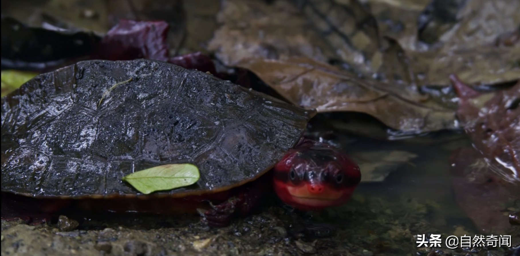亚马逊十大凶猛植物,巴西亚马逊热带雨林动植物