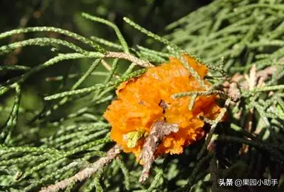 梨树开花时可以打防梨锈病的药吗,为什么梨树喷药了梨锈病更严重