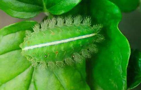 被农村辣子蛰了用什么药膏,被毛辣子蛰到的图片