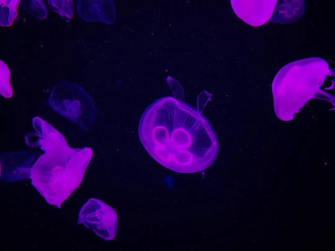 自媒体博主成功的故事,自媒体博主的真实故事