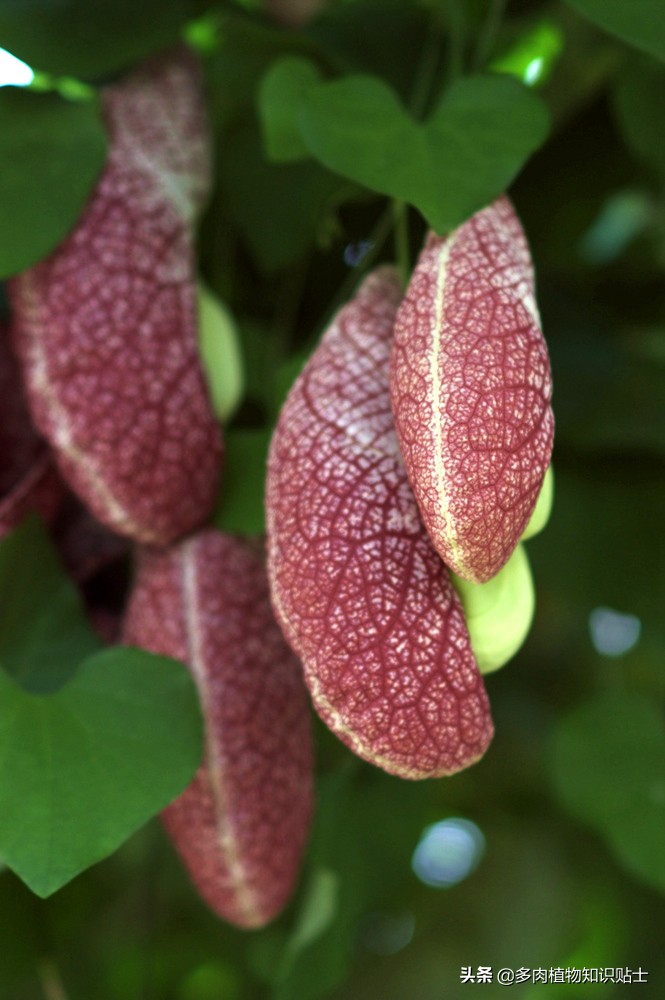 巨花马兜铃怎么繁育,巨花马兜铃图片大全