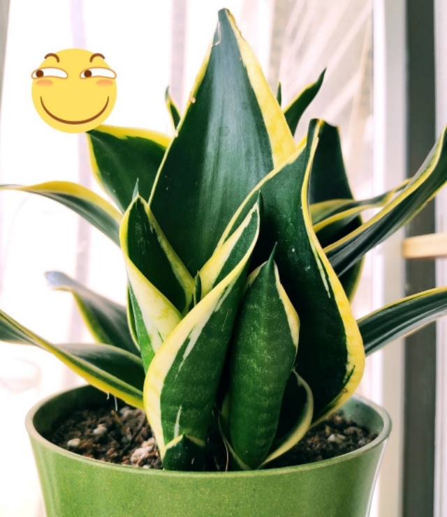 30种好看的盆栽花卉,最好养的大型室内盆栽