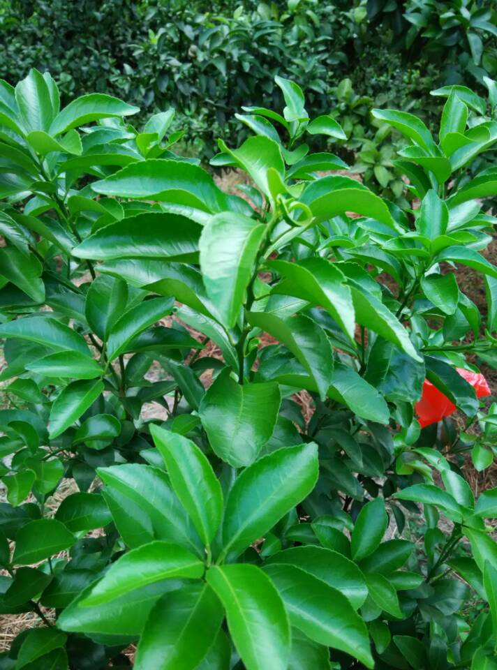 沙糖桔黄化具体有哪些