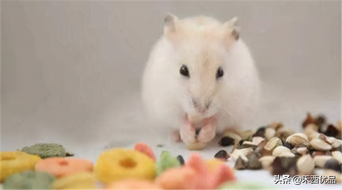 仓鼠对荷兰猪的危害,仓鼠和荷兰猪的区别