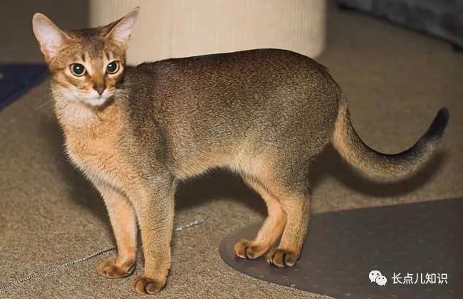 世界上最可爱温柔的猫排名前十名,哪种猫不掉毛又好养还温顺好养