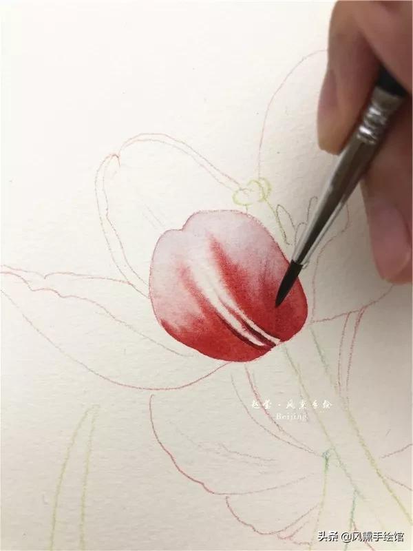 怎么用水彩笔画郁金香教程,粉色水彩郁金香怎么画图片
