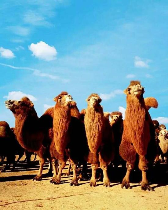 内蒙古阿拉善散养双峰驼,双峰驼是最罕见的动物