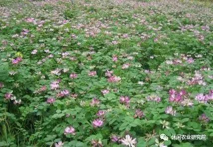 致富果的产业振兴梦,莫让脱贫变为懒惰的借口