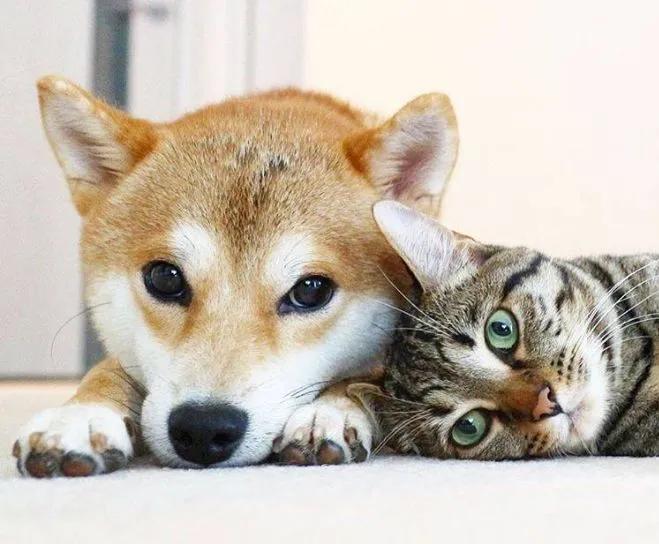 中国禁止食猫狗的城市,对深圳立法禁食猫狗的官方评论