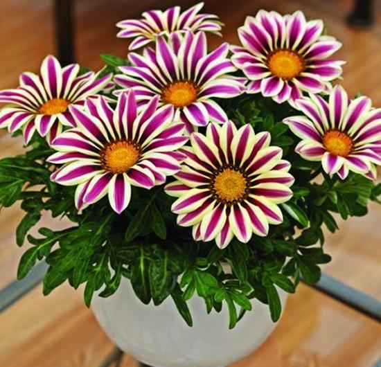 春夏秋冬都可以开的菊花,夏天适合的菊花