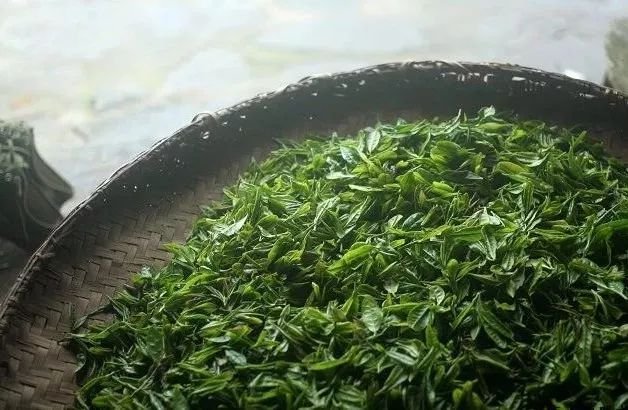 “走进”茶乡，来士陈普茶