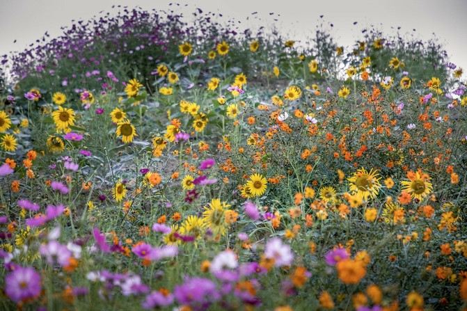 春有百花秋有月景点在哪,九龙湾花彩小镇醉美公园