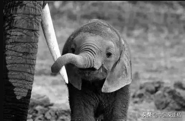 大象象牙没了影响大象生命吗,带有象牙的大象灭绝了吗
