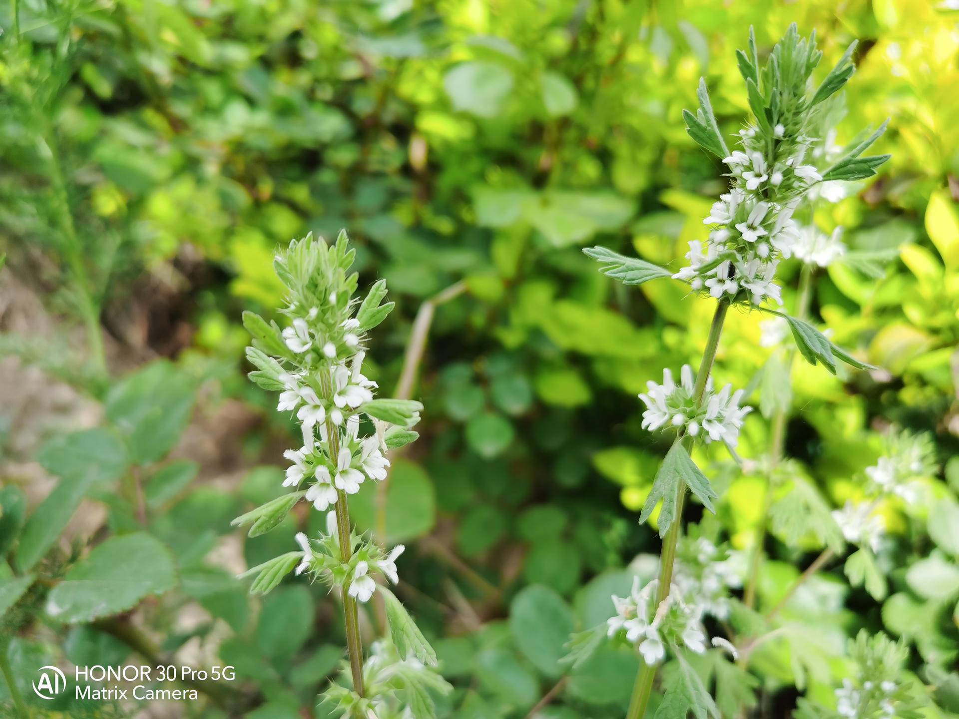荣耀30pro用一个月的感受,荣耀30pro真实使用感受
