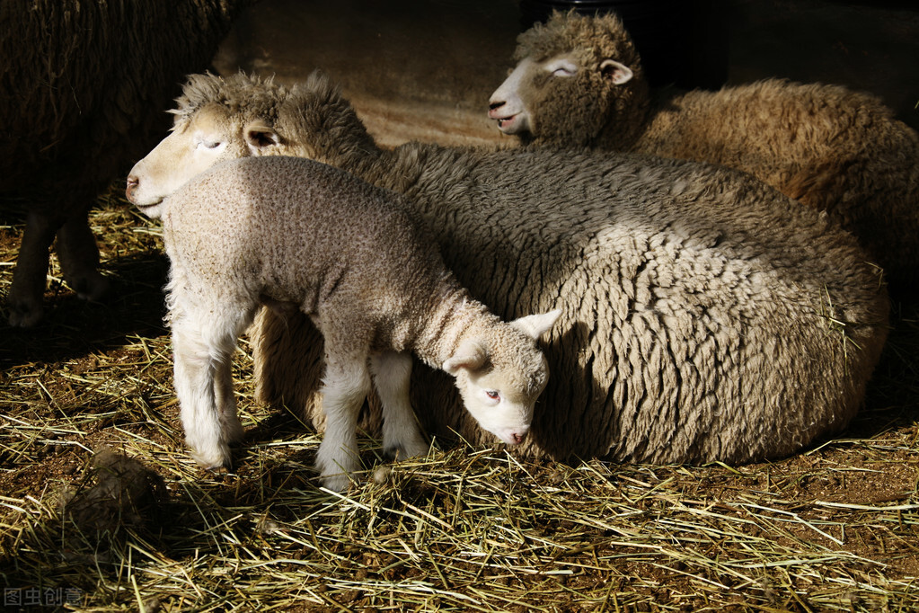 养小尾寒羊利润怎么样,小尾寒羊饲养配方