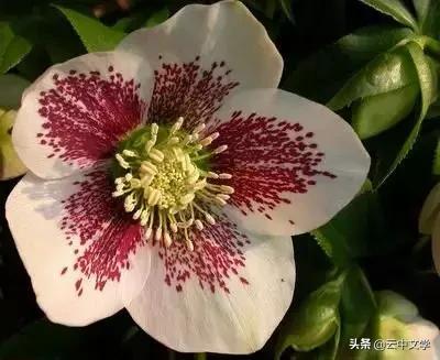 花语大全100种花图片,100种花的花语太全了