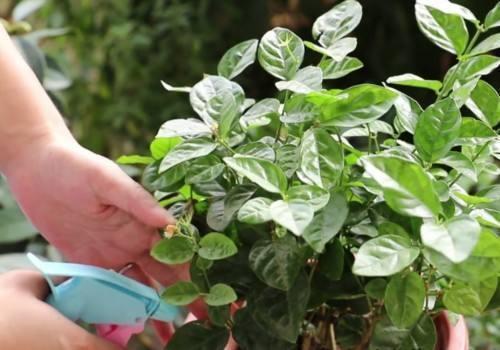 养花得了蚜虫蚧壳虫小黑飞，水里“加点它”，统统“灭干净”