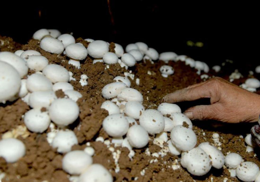 双孢菇种植技术和管理,双孢菇种植需要什么条件