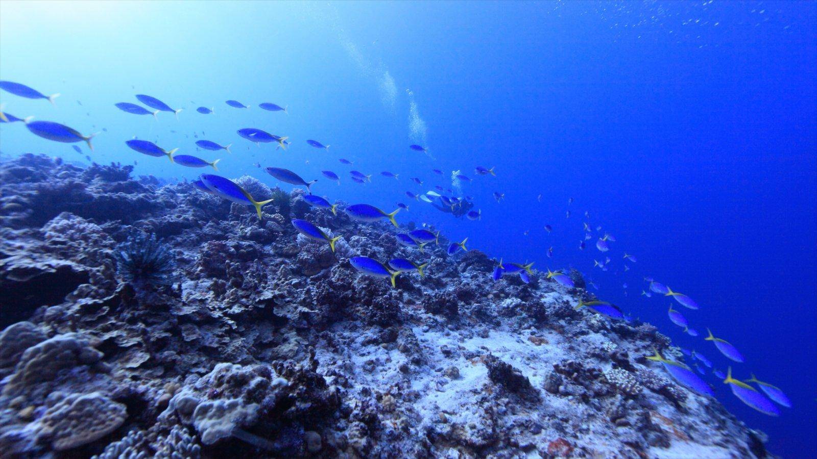 美国唯一对中国免签的岛屿 (美国免签最便宜岛)