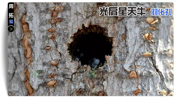 药用植物害虫光肩星天牛,光肩星天牛