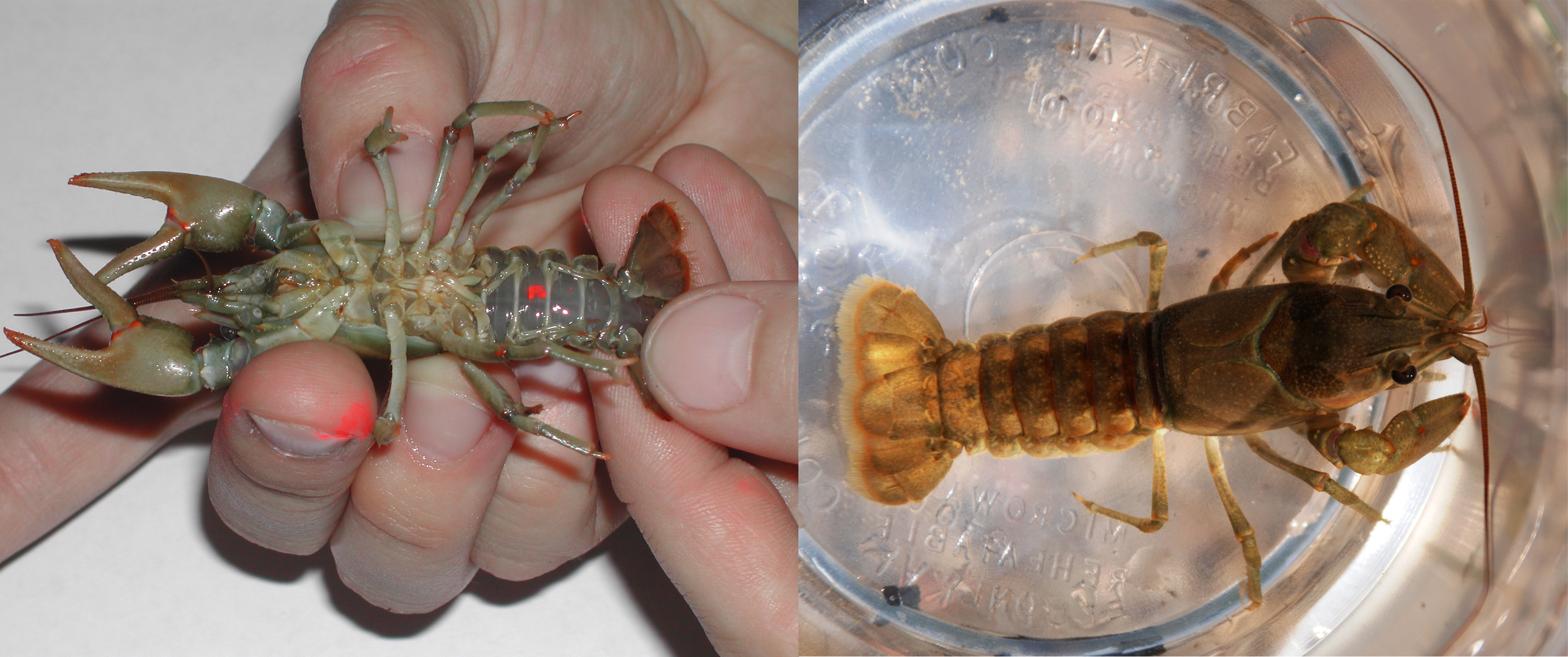 食物扫盲认识小龙虾,餐桌上的动物以及分类