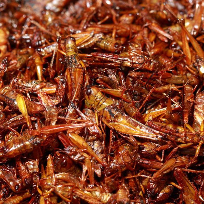 蝗虫的营养及药用价值,哪个品种蝗虫有药用价值