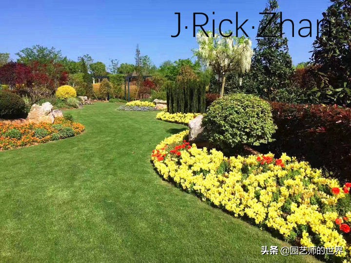 高尔夫果岭草坪家庭院子种植,麦冬草坪种植方法和注意事项