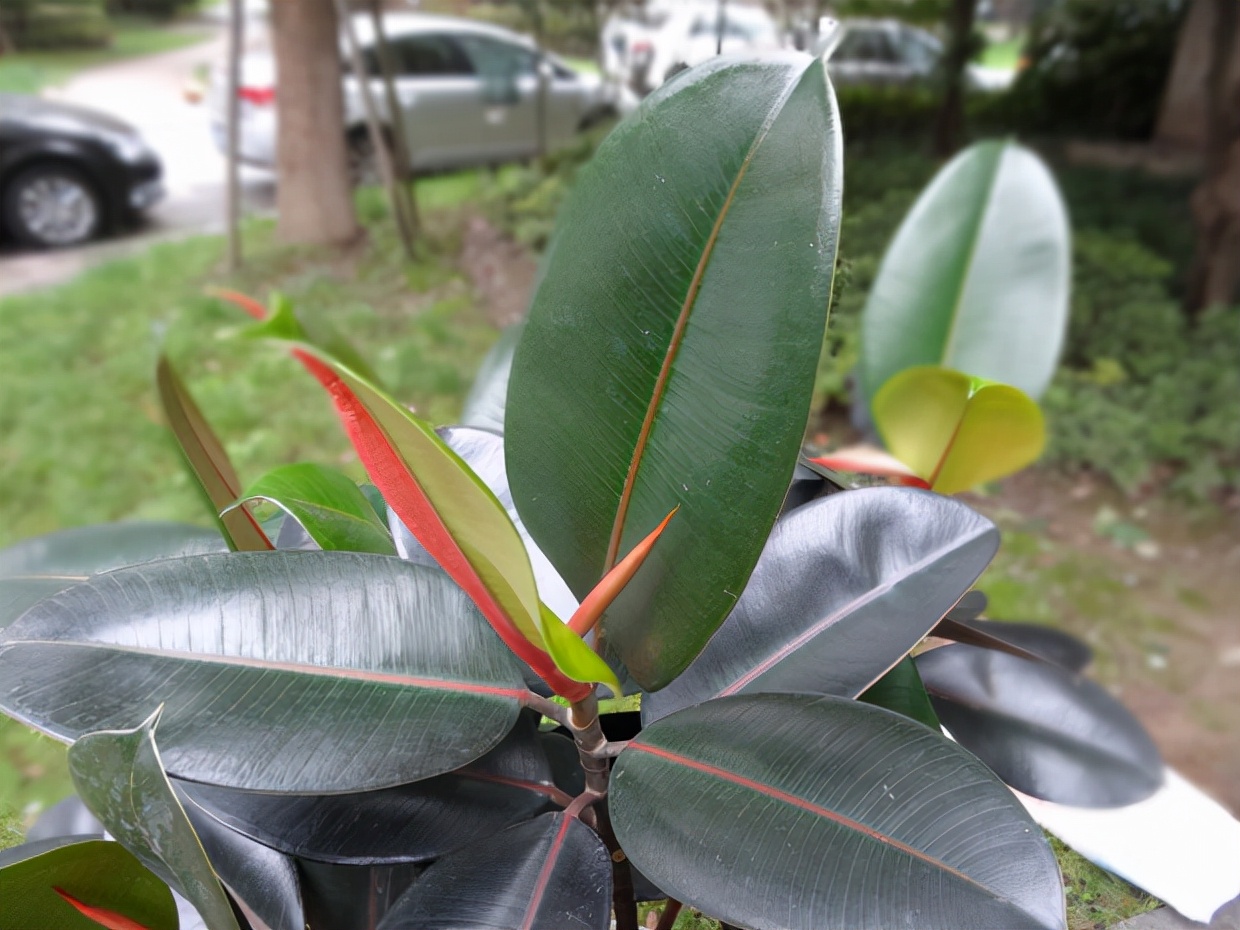 绿萝都养不活还能养什么花,好养活的懒人花绿萝