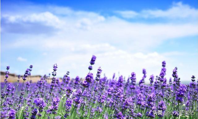 薰衣草的花语个性签名,薰衣草的花语视频