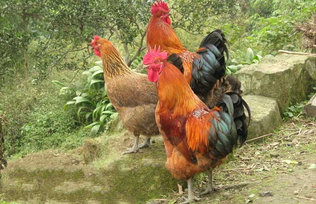 果园散养鸡视频教程,小栋果园散养柴鸡