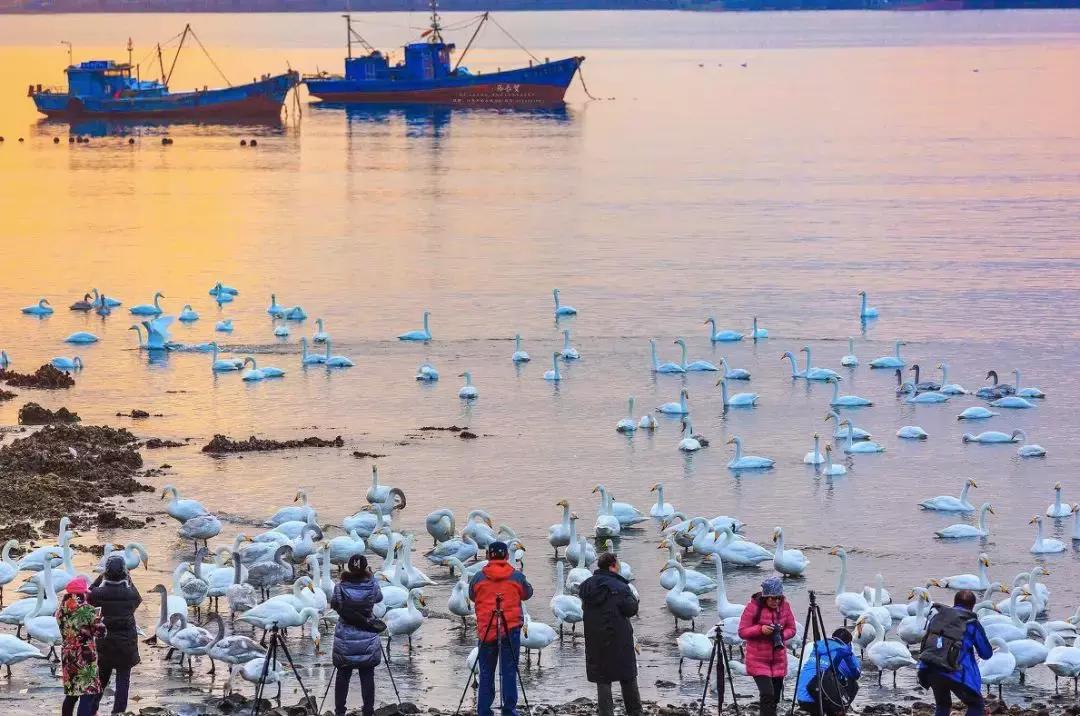 北方冬季适合吃的海鲜,北方冬天适合去的海滨小城