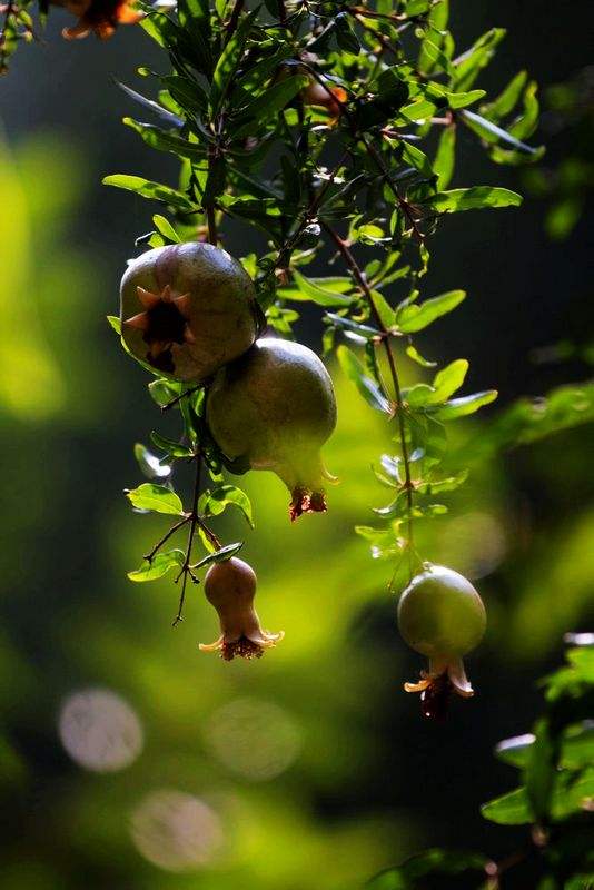 这6种水果蒸着吃止咳化痰又润肺,十大快速止咳的水果