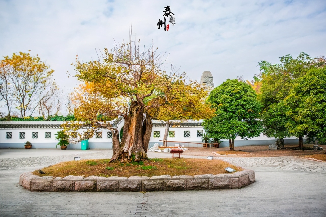 泰兴银杏最佳观赏期,泰兴银杏的传说
