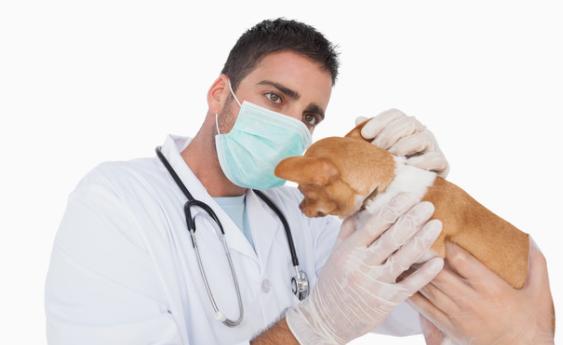 家里狗掉毛难闻是什么病,狗狗身体发臭什么原因