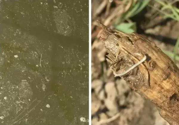 对虾白便是如何危害对虾养殖的,南美白对虾尾部一节白是什么原因