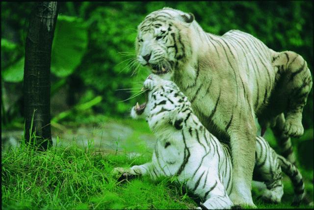 广州动物园对比下长隆野生动物园,广州长隆野生动物园必看项目介绍