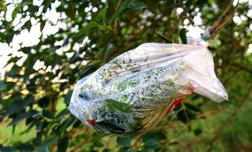 生存小技巧钻木取火,荒野生存取水技巧