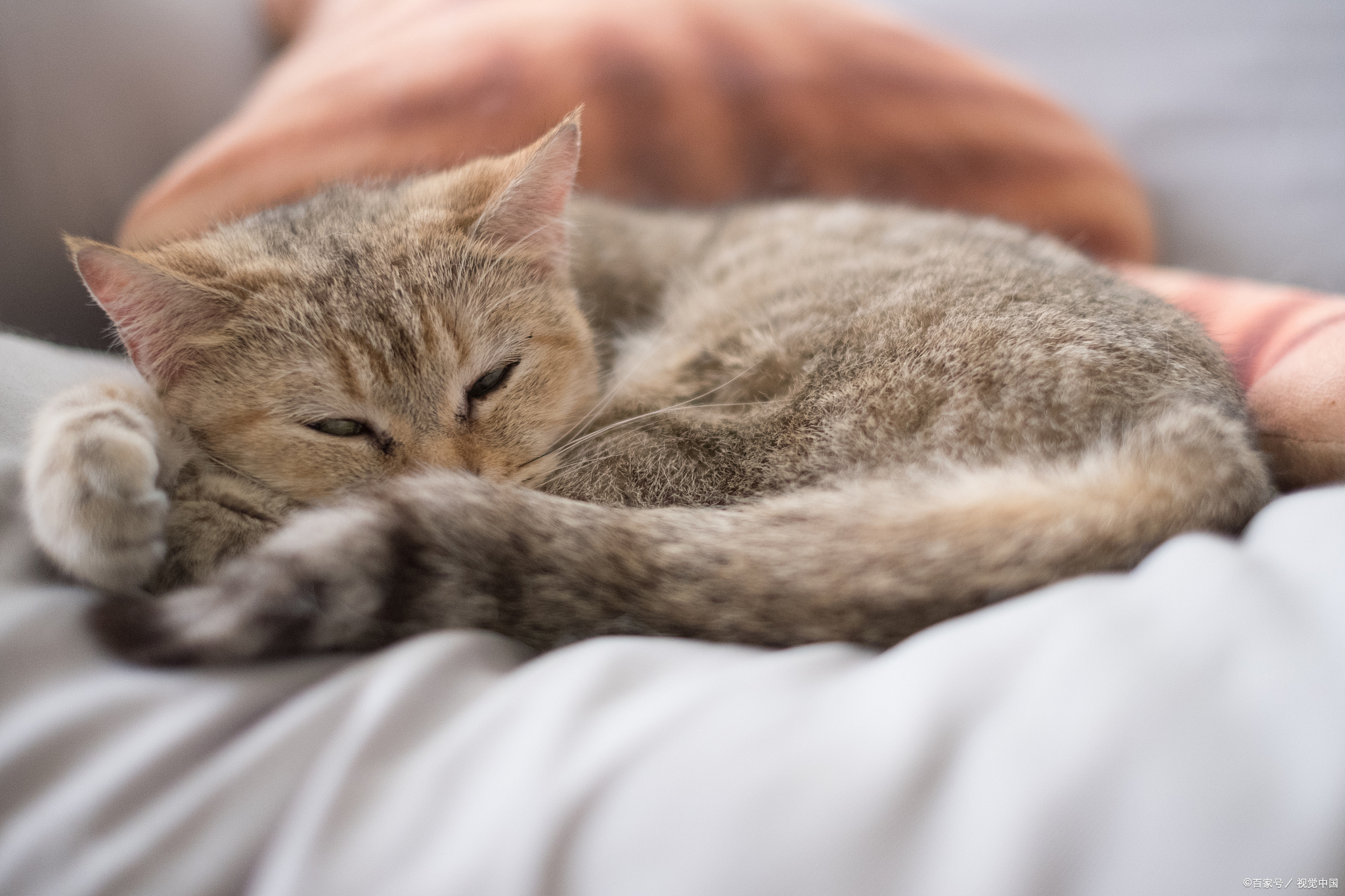 猫咪生病一般需要花费多少钱,当猫生病花费很多钱时