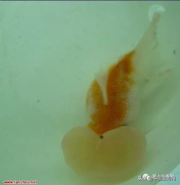 国宝级皇冠珍珠金鱼视频,皇冠珍珠金鱼视频