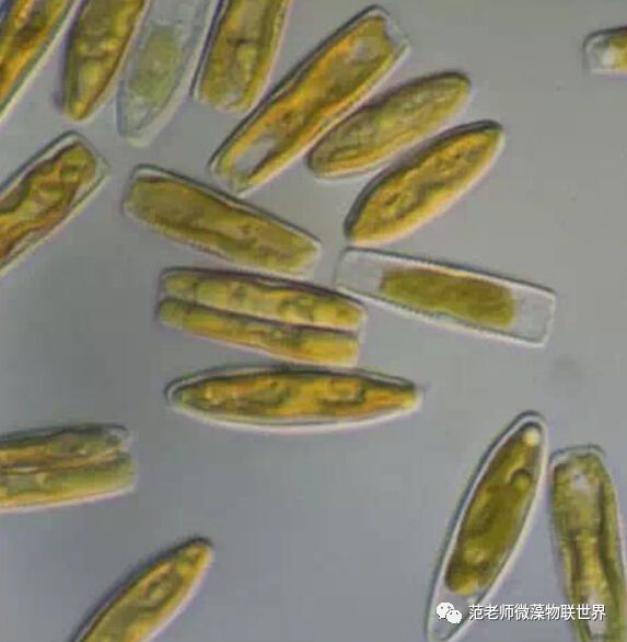 硅藻水,硅藻水和绿藻水区别