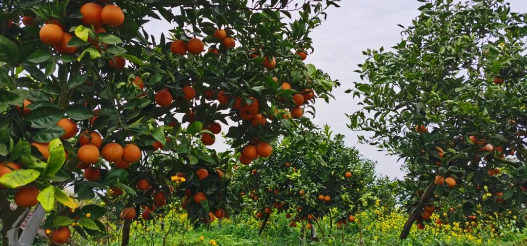 副区长带货苹果,副区长带货