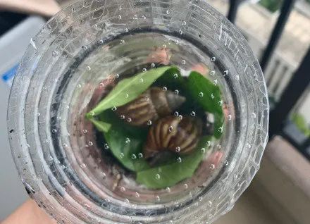广州近期出现的变异蜗牛,深圳雨后巨型蜗牛