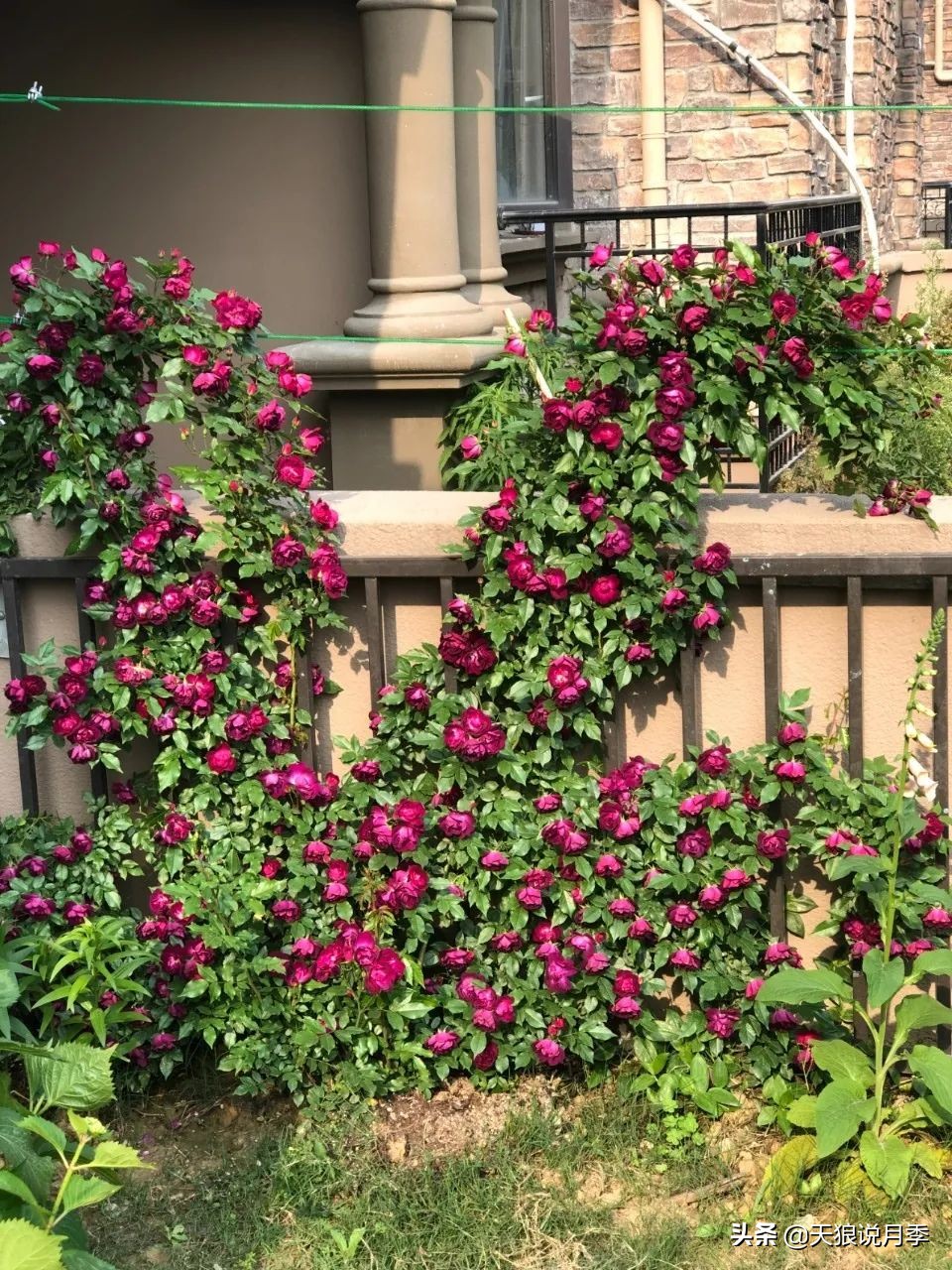 多久可以打造出一面月季花墙,月季花墙怎么养成