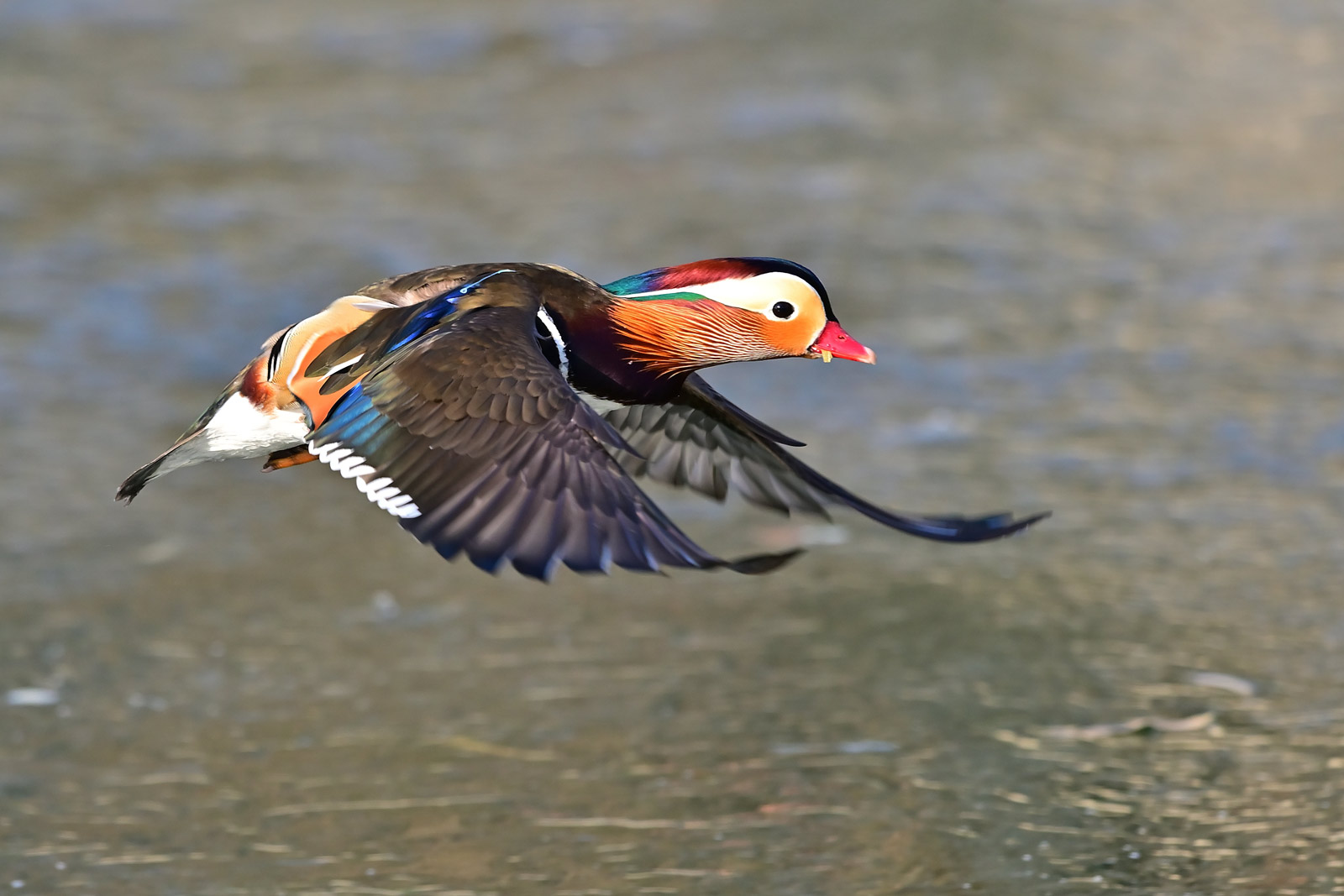 记录甜美的人像尼康z6实拍体验,尼康z6ii拍鸟怎么样