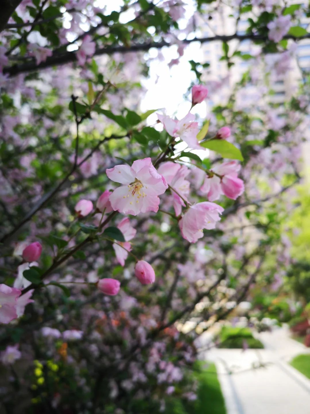 牙医从业感悟,牙医忠告11条
